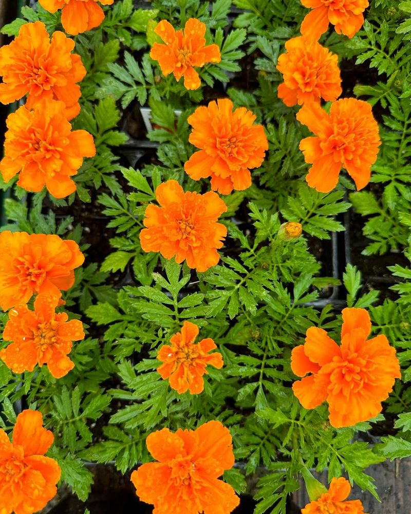 Marigolds: Bright Blooms That Bugs Hate