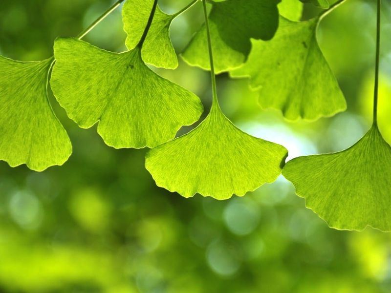 Ginkgo Biloba: Ancient Memory Enhancer