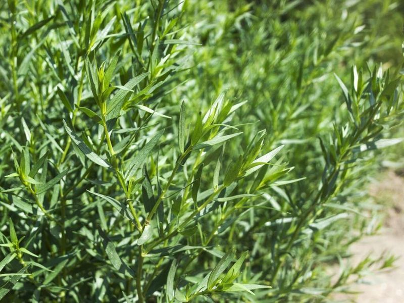 Tarragon: The Nutrient Hoarder