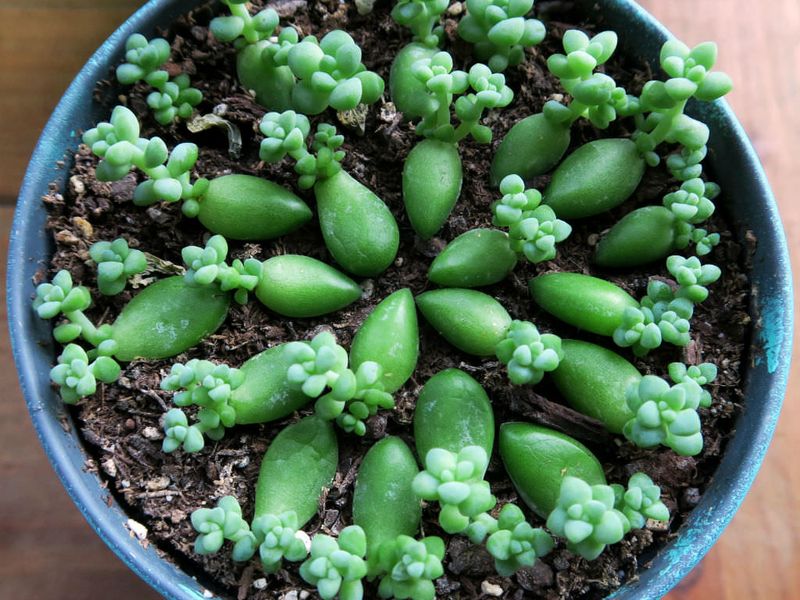 Sedum