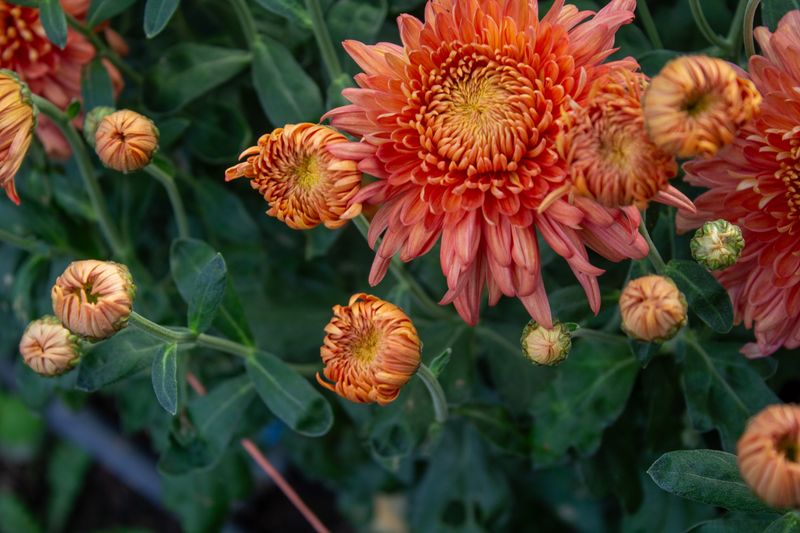 Chrysanthemums
