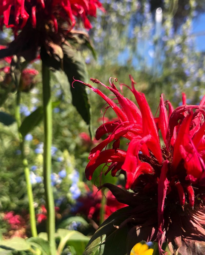 Bee Balm: The Minty Wildflower