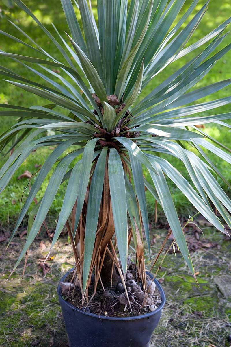 Yucca