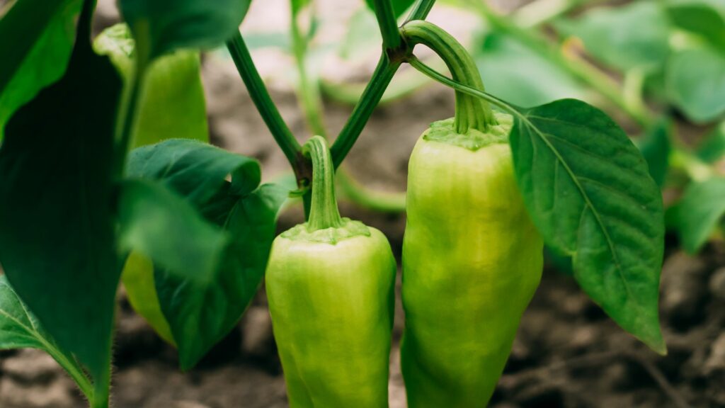 peppers