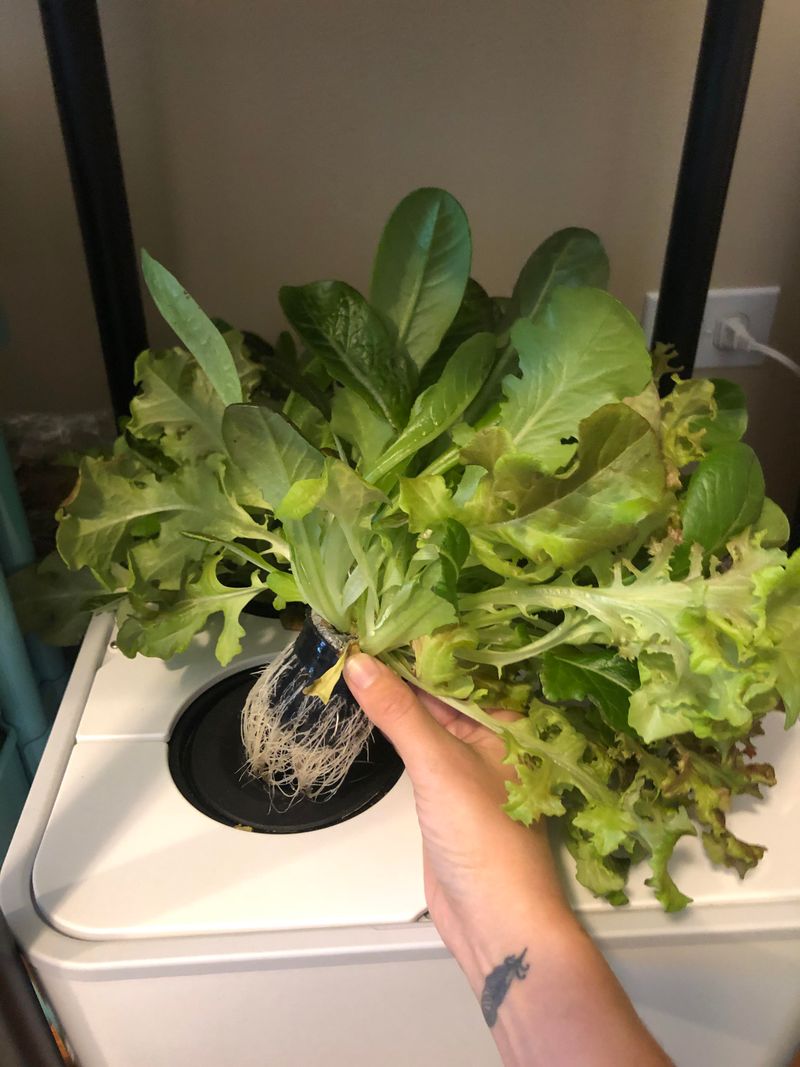 Harvest Frequently and Properly