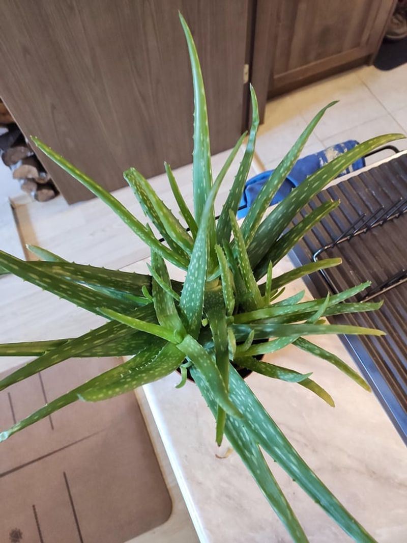 Avoid Repotting Too Frequently
