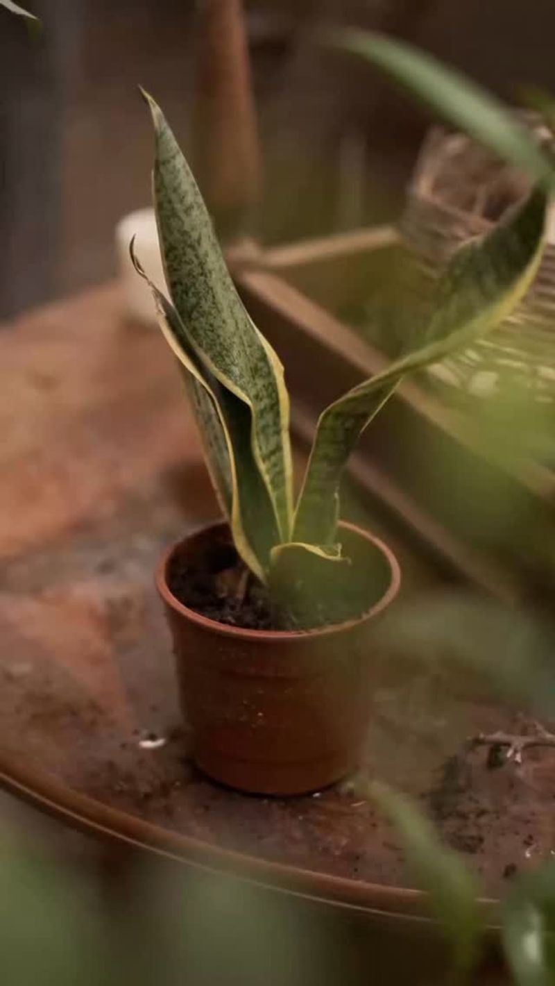 NEVER Overwater Your Snake Plant