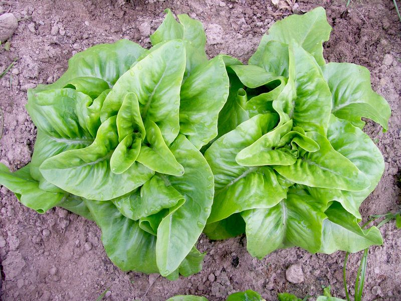 Deer Tongue Lettuce