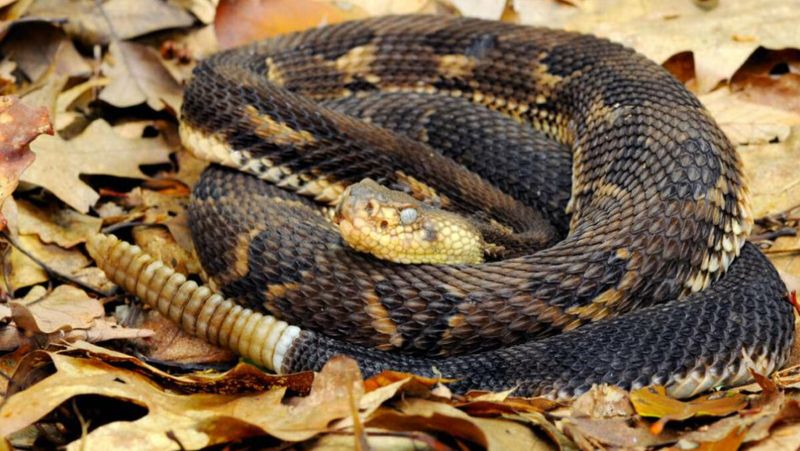 Timber Rattlesnake