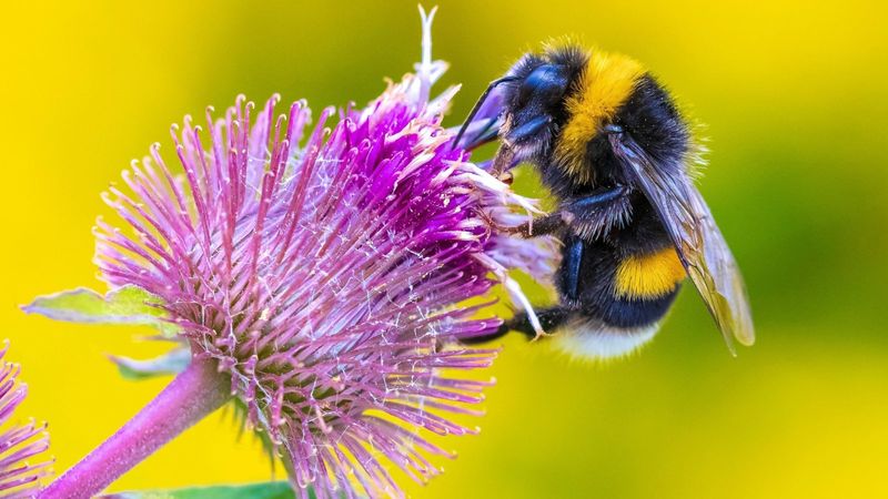 Bumblebees: Power-Pollinating Fuzzies