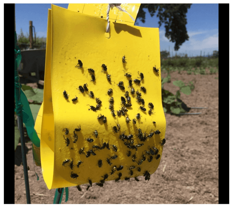 Yellow Sticky Traps