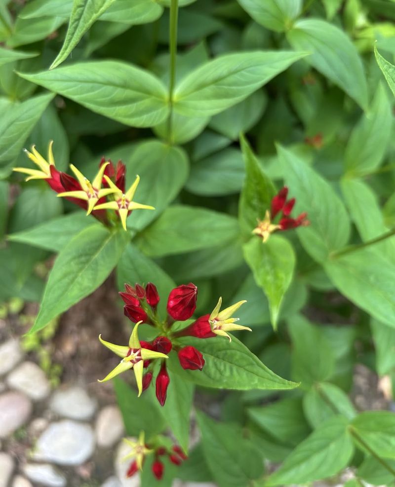 Indian Pink (Spigelia marilandica)