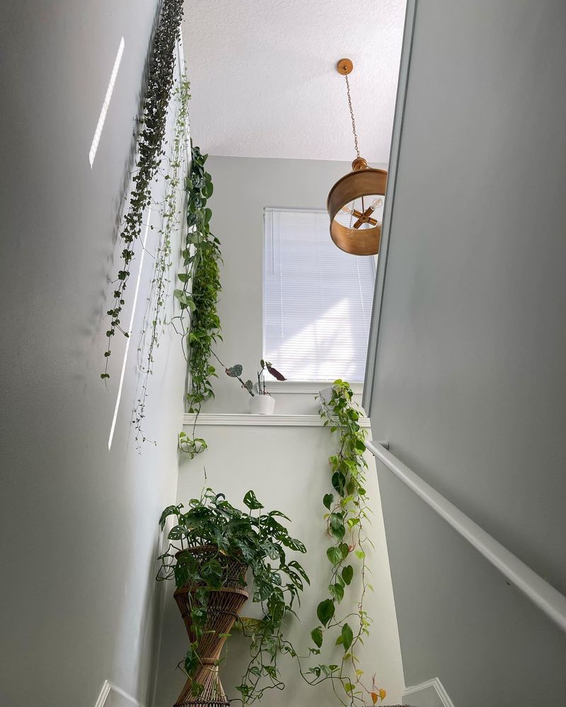 Pothos (Epipremnum aureum)