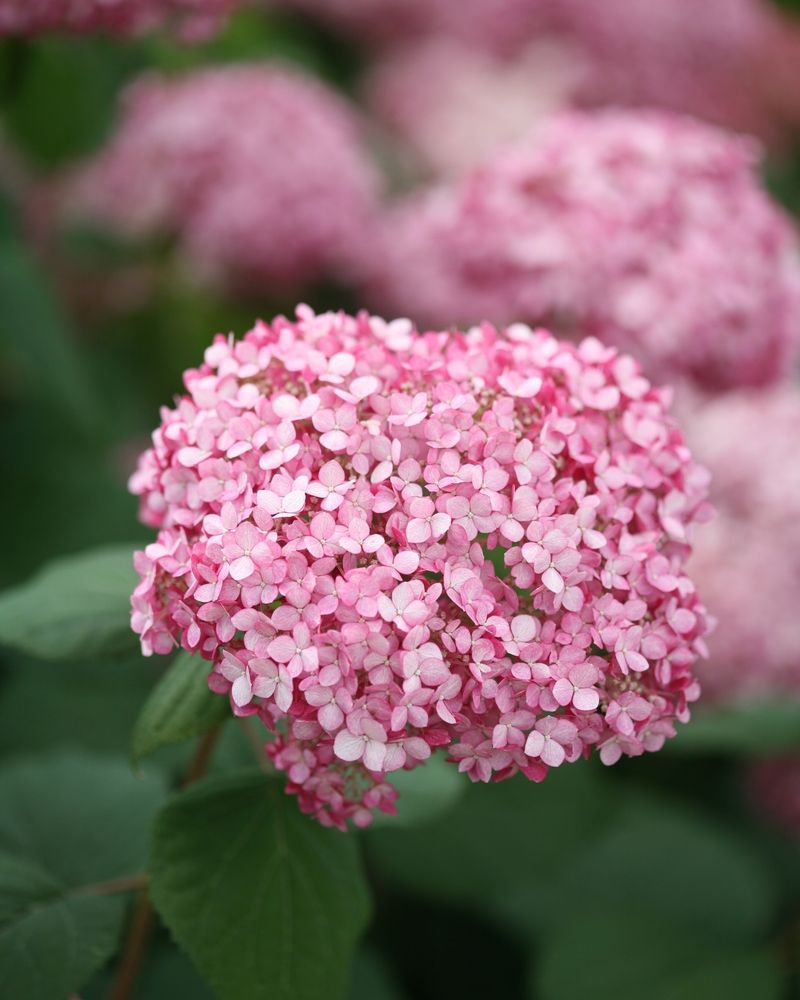 Invincibelle Spirit Hydrangea