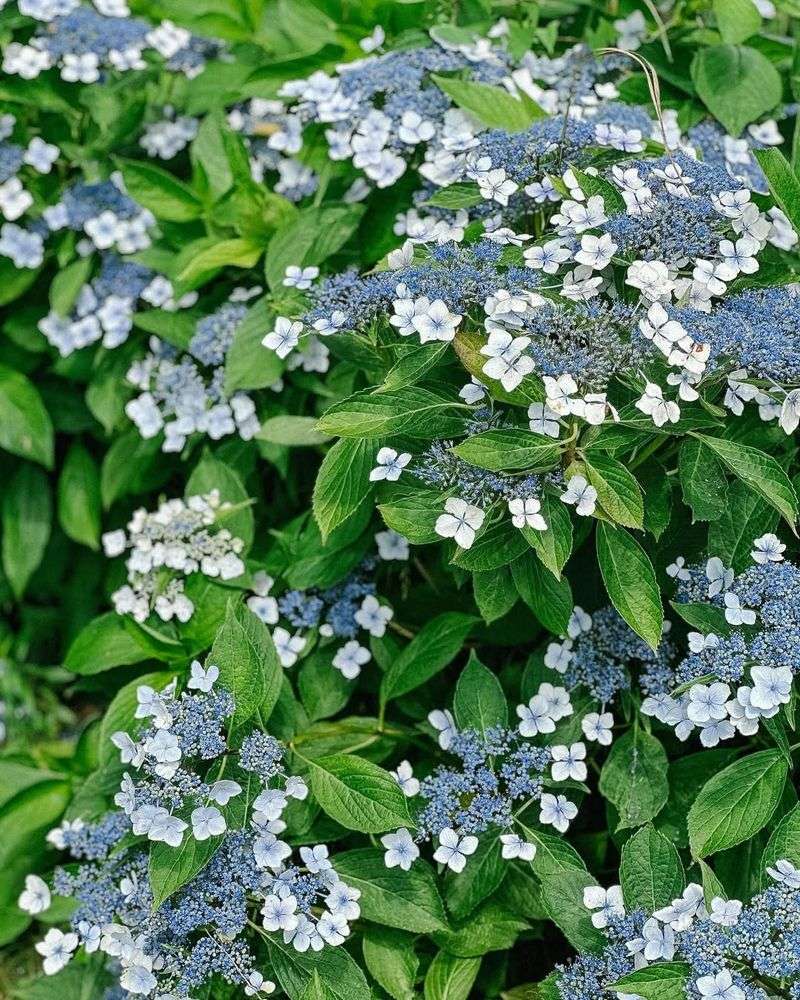 Blue Billow