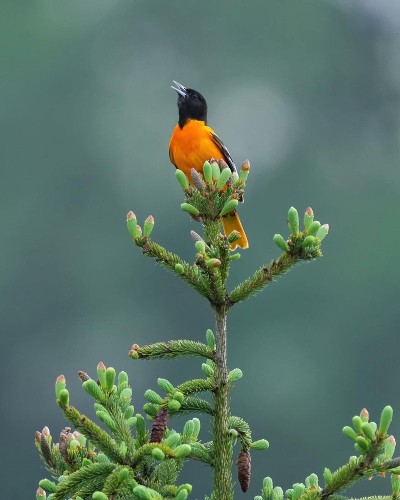 Baltimore Oriole