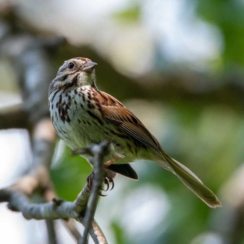 Song Sparrow