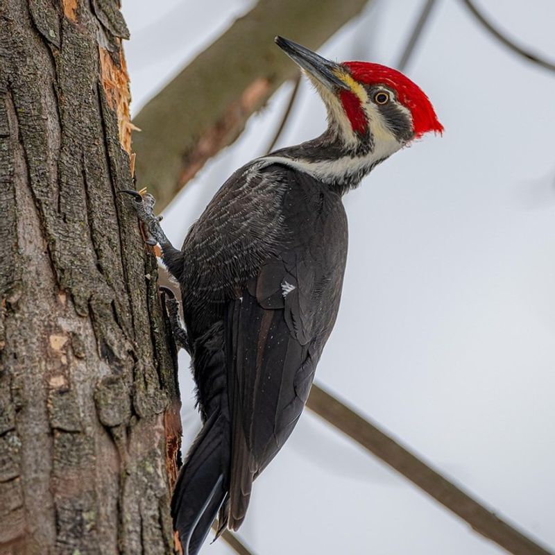 Pileated Woodpecker