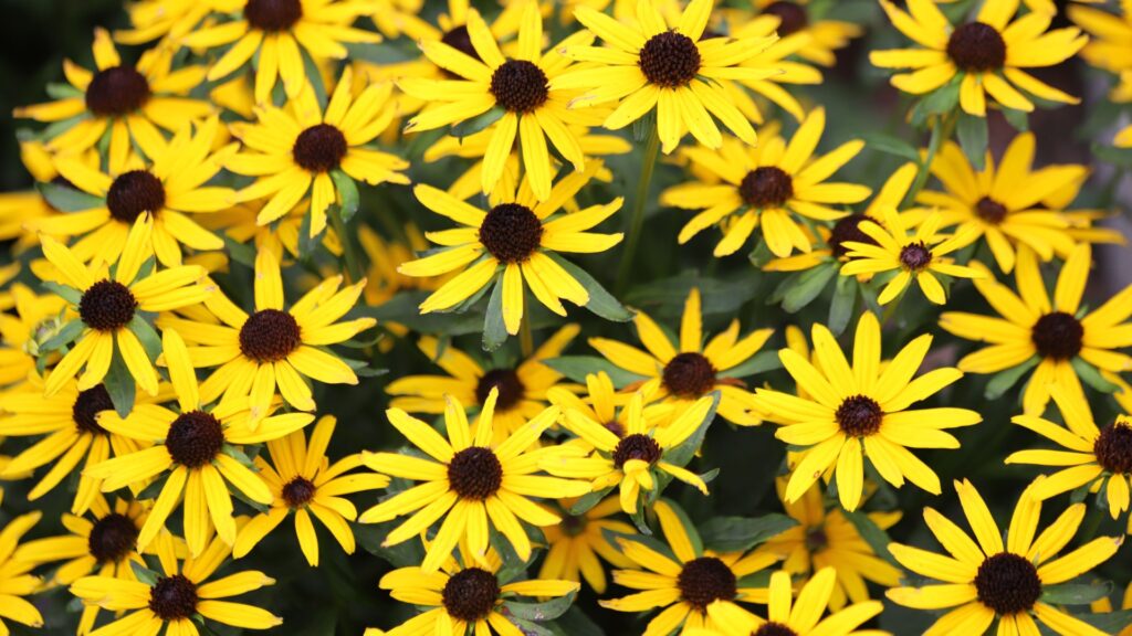 rudbeckia