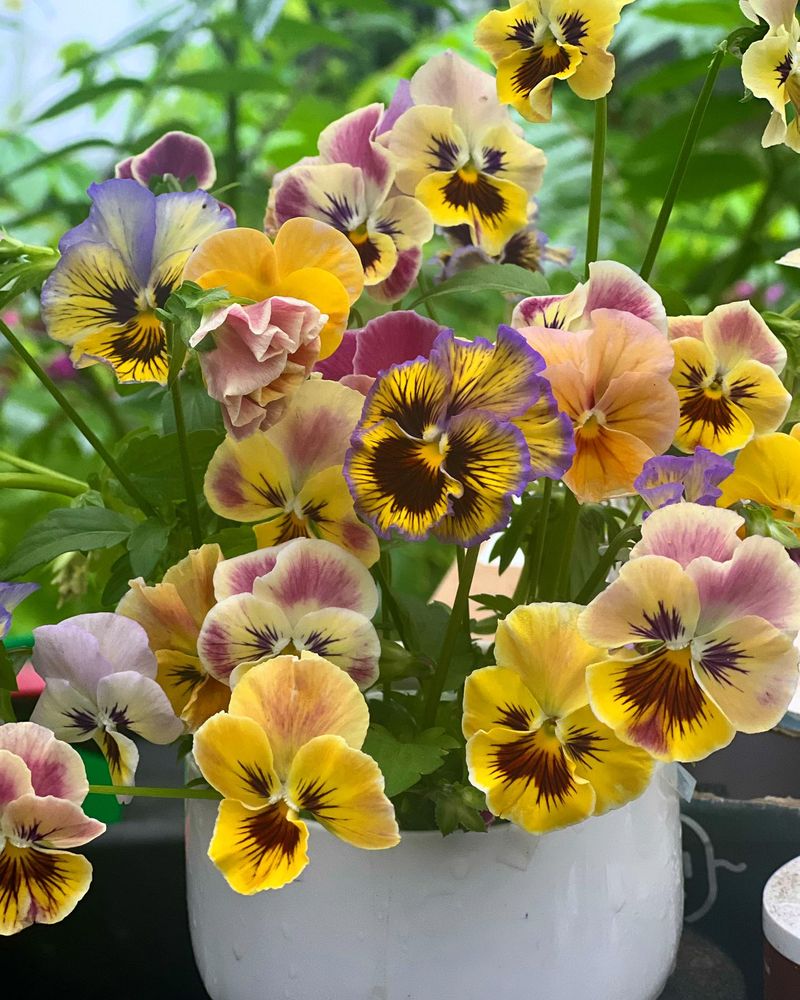 Pansies: Cool-Season Charmers