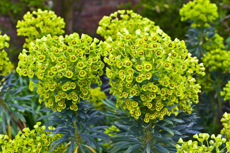 Euphorbia: The Ornamental Irritant
