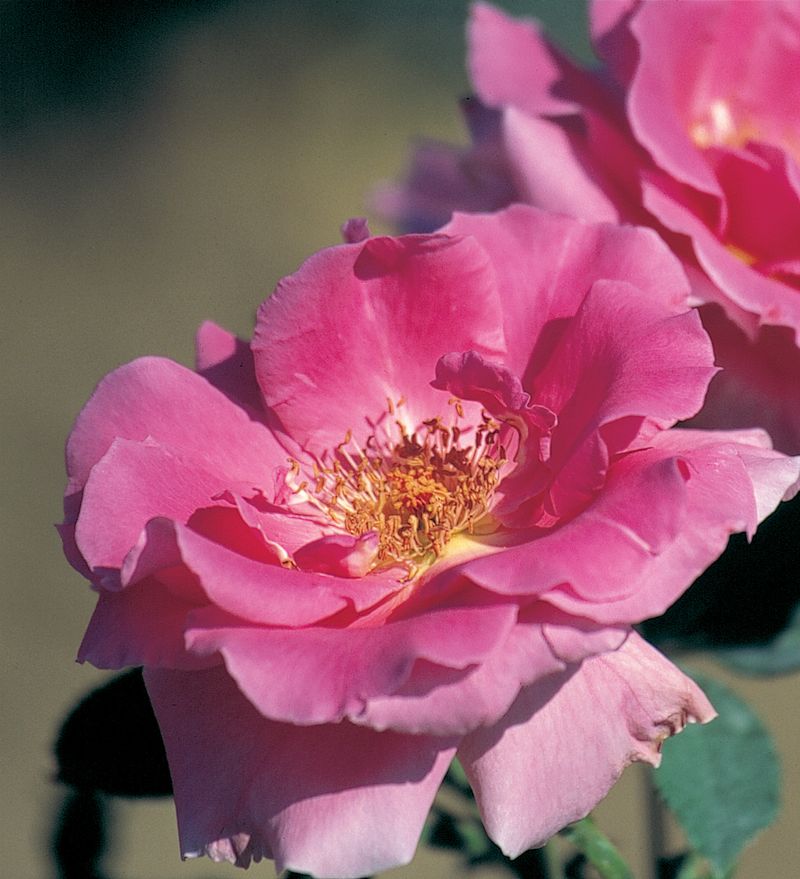Carefree Beauty Rose (Rosa 'Bucbi')