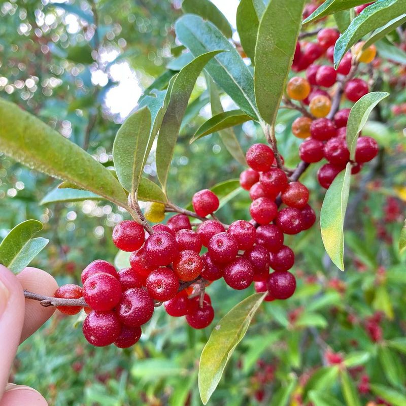 Autumn Olive