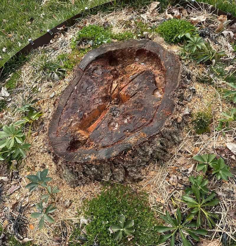 Misusing chemical stump removers