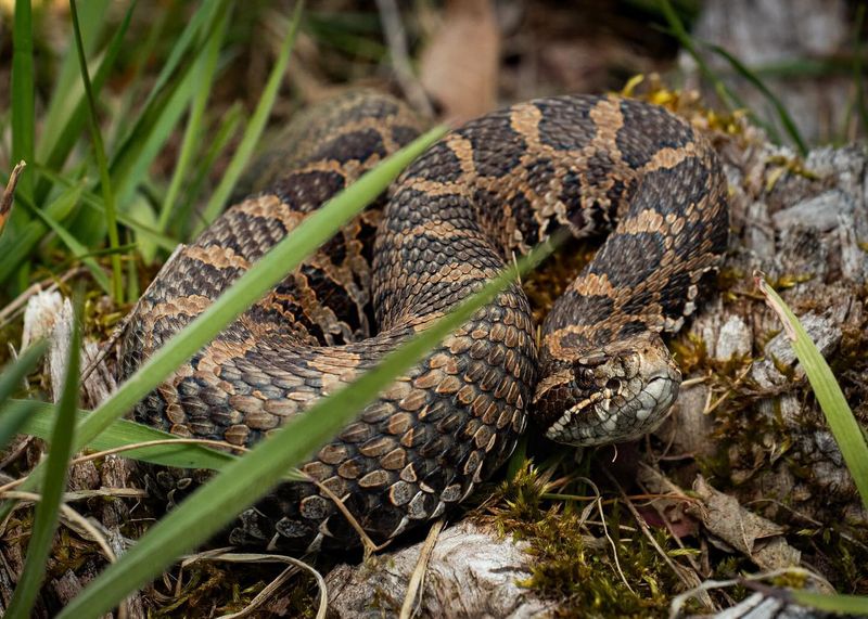 Massasauga Rattlesnake