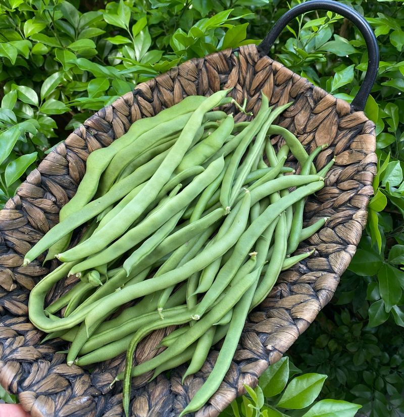Lazy Housewife Beans