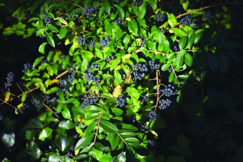 Chinese Privet: The Southern Hedge Gone Wild