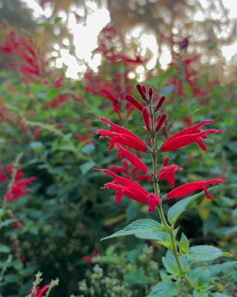 Pineapple Sage