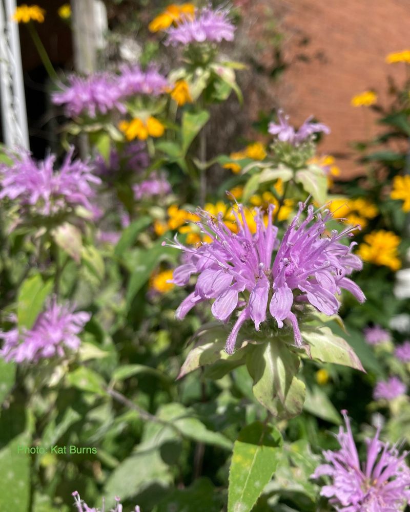 Bee Balm (Monarda)