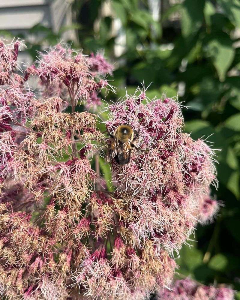 Joe-Pye Weed