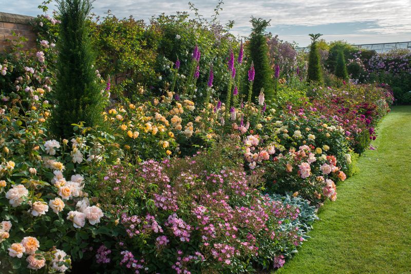 Phlox: Sweet Summer Blooms