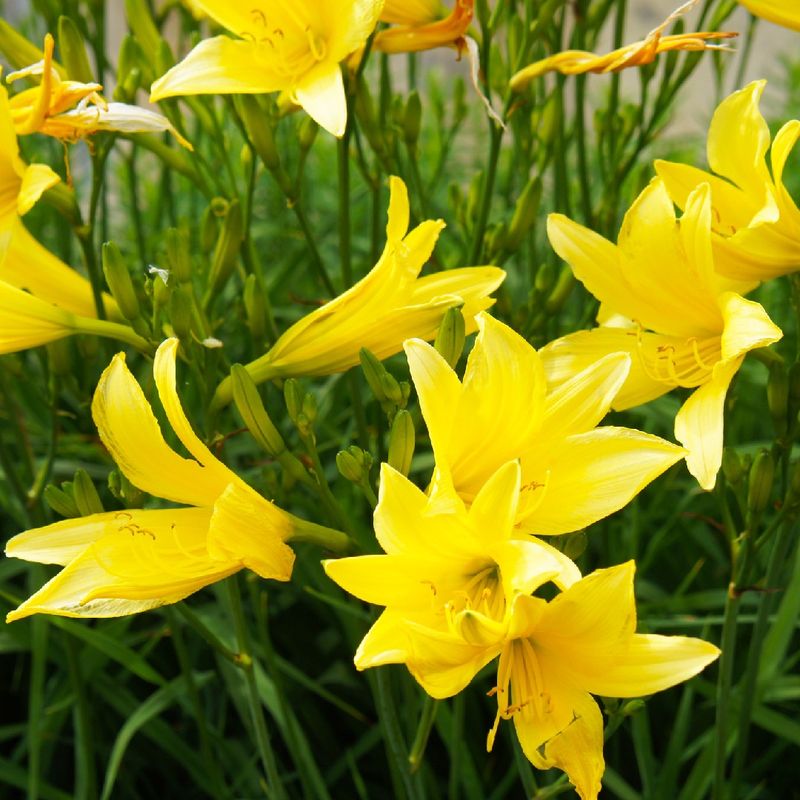 Daylilies: One-Day Wonders