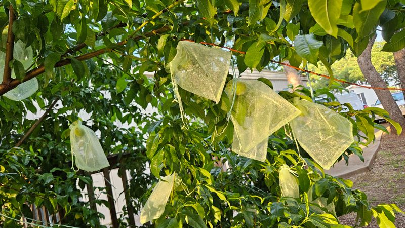 Protective Fruit Sleeves