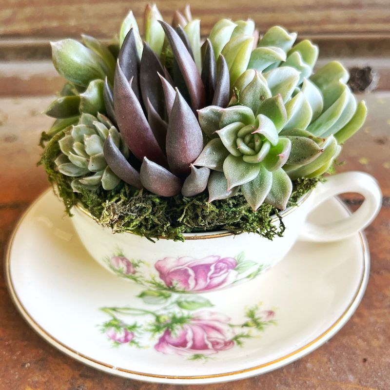 Colorful Teacup Garden