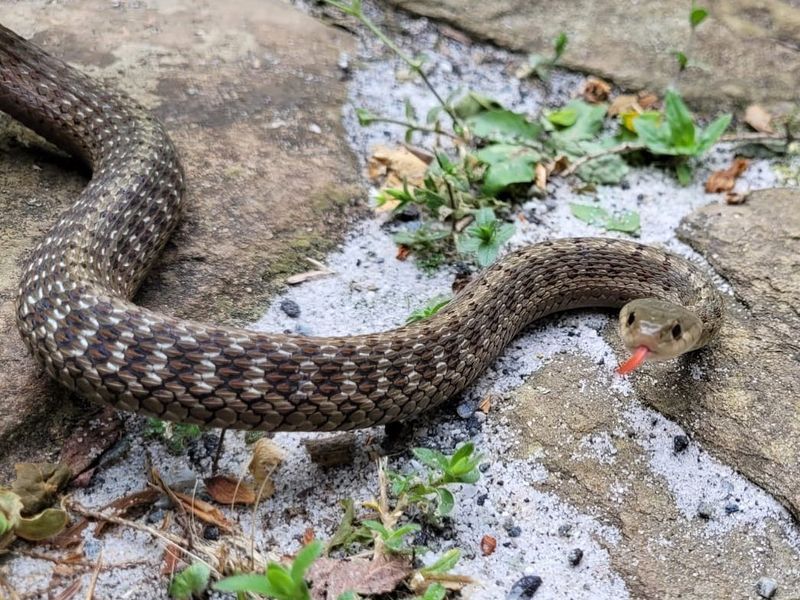 Actual Snake Sightings