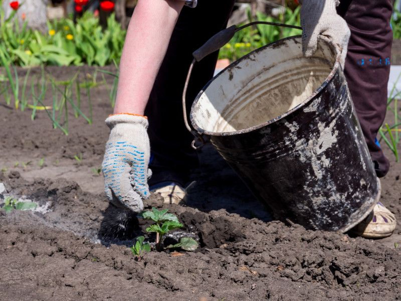 Wood Ash For Alkaline-Loving Plants