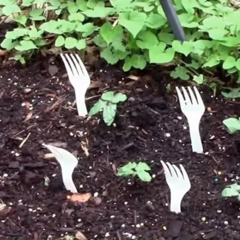 Plastic Forks