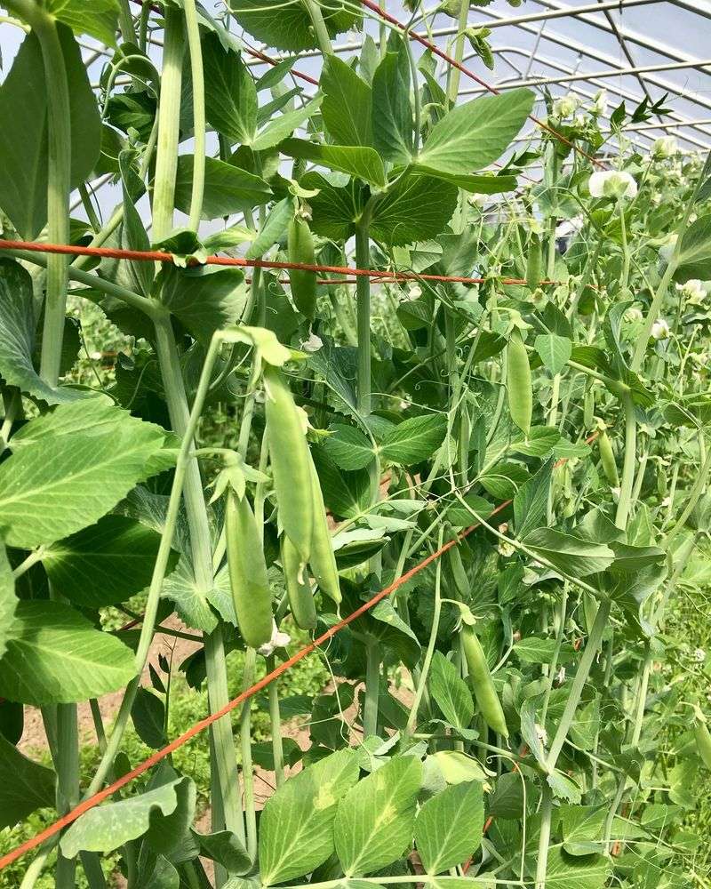 Snap Peas