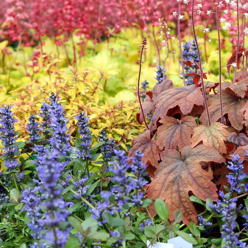 SOLUTION: Competitive Groundcover Planting