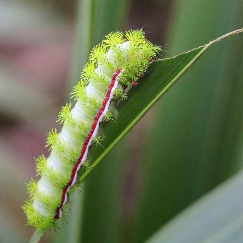 Io Moth Caterpillar