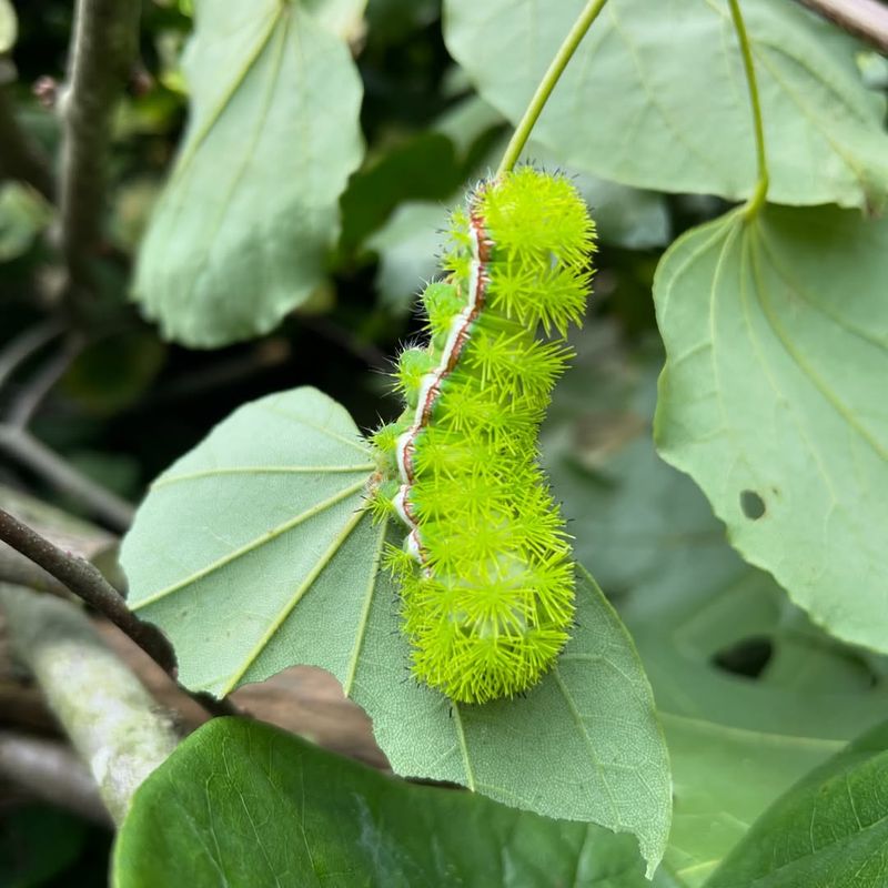 Io Moths