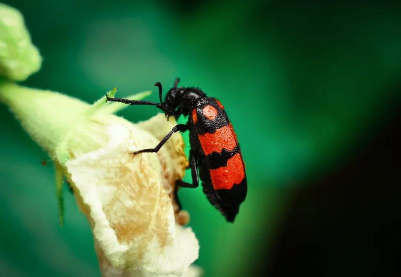 Blister Beetles