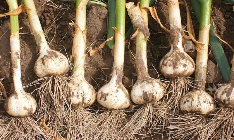 Garlic: Egyptian Longing