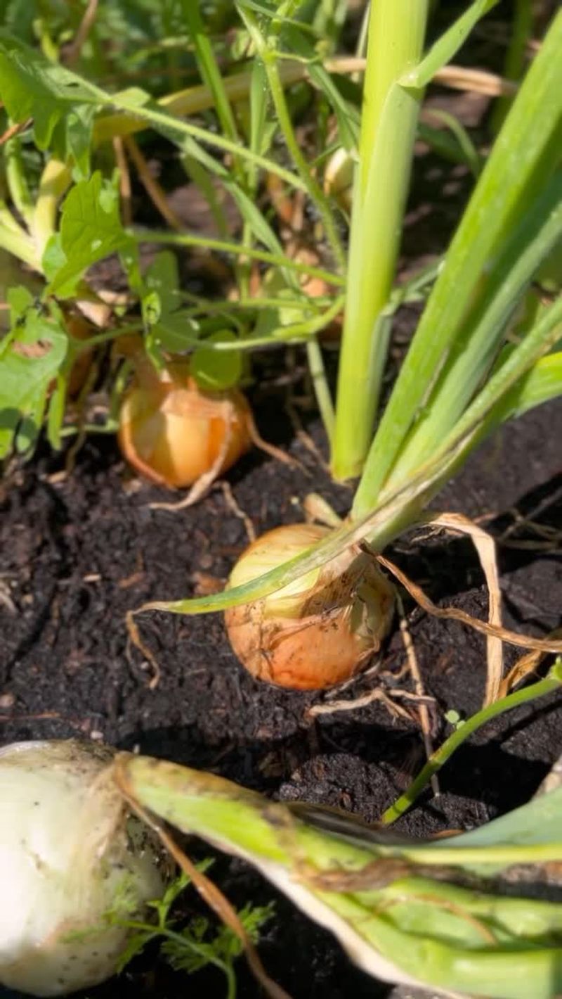 Onions