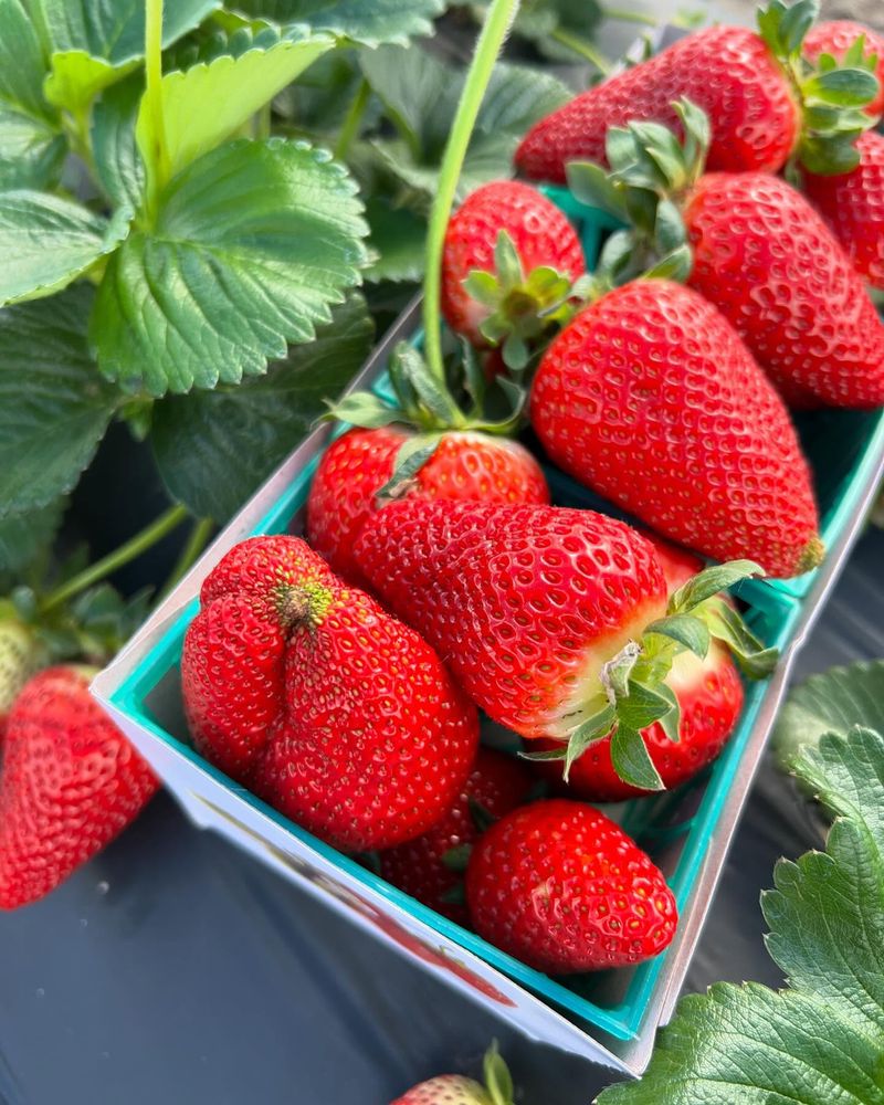 Strawberries