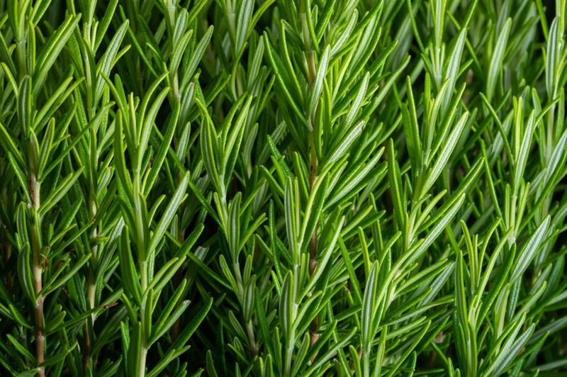 Rosemary: The Soil Acidifier